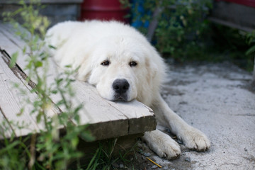 Maremmano sheepdog or Abruzzese white patrol dog lying on the porch in the garden