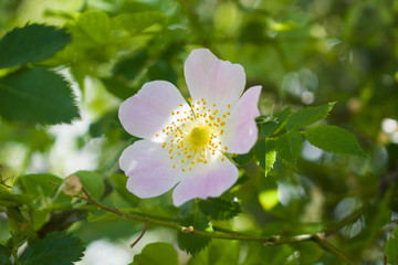 Beautiful flower blooming hips. Garden plant