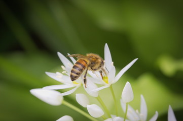 A bee on blossoms