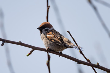 field sparrow