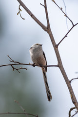 Long tailed tit bird