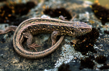 Zauneidechse; Lacerta agilis; Weibchen