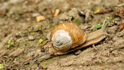 Edible snail Helix pomatia with white-brown shell house crawling up the clay slope, panoramic image, blurred background, close-up