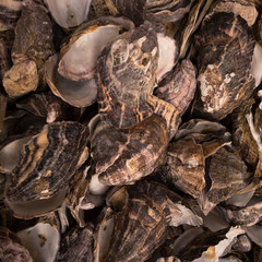 Oyster shells