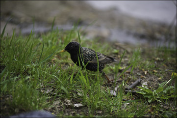 Birds in Central Park, St. Petersburg