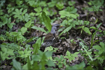 Birds in Central Park, St. Petersburg