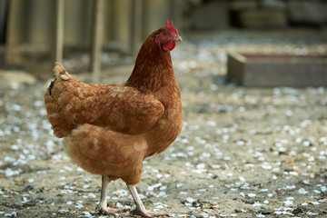 Free range chickens in field