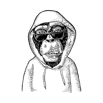 Monkey hipster with sunglasses dressed in the hoodie. Vintage engraving