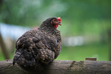 Free range chickens in field