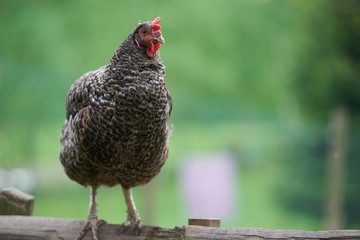 Free range chickens in field