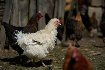 Free range chickens in field
