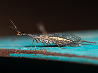 chrysope sur une pelle bleu