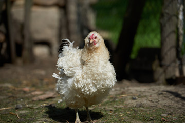 Free range chickens in field