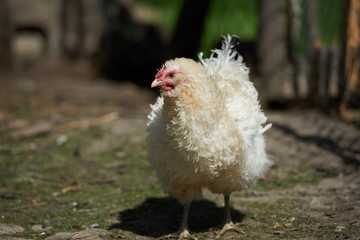 Free range chickens in field