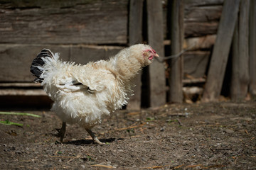 Free range chickens in field
