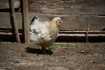 Free range chickens in field