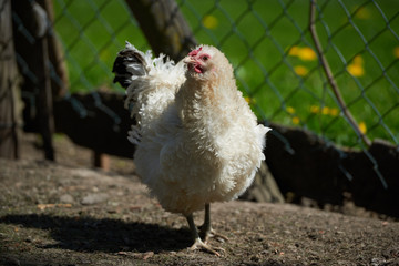 Free range chickens in field