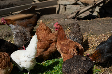 Free range chickens in field