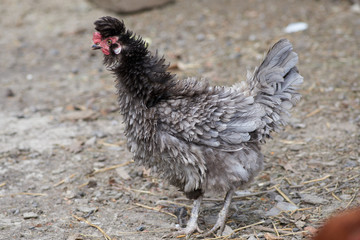 Free range chickens in field