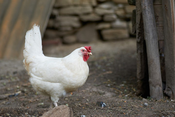 Free range chickens in field