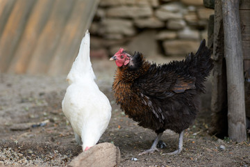 Free range chickens in field