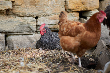 Free range chickens in field