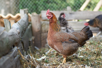 Free range chickens in field