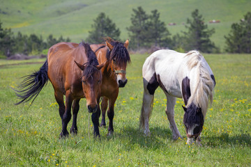Naklejka na ściany i meble Horses in field on a mountain