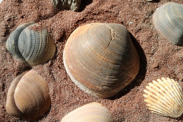 Shells and sand with stones