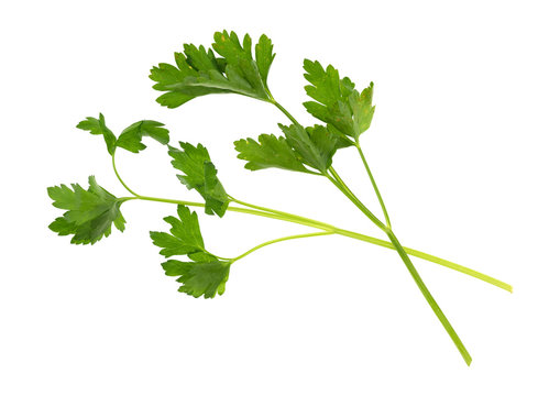 Top view of two parsley sprigs isolated on a white background.