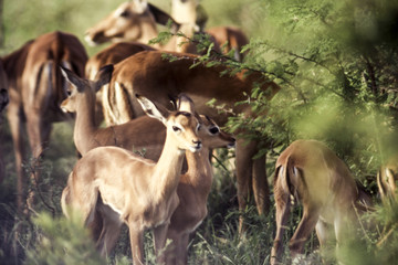 Impala (Aepyceros melampus), Kruger National Park, mpumalanga, South Africa
