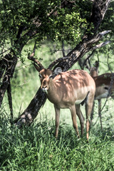 Impala (Aepyceros melampus), Kruger National Park, mpumalanga, South Africa

