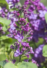 Spider mite, wrecker. Destroys clusters of violet lilac flowers. lilac