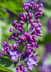 Spider mite, wrecker. Destroys clusters of violet lilac flowers. lilac