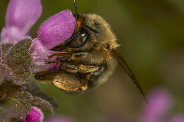 bee 70