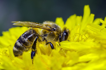 bee 71