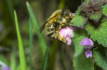 bee 73