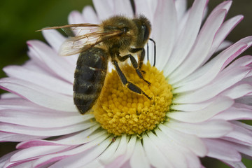 bee to work