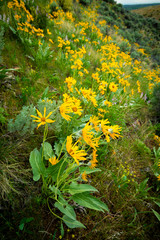 Rows of yellow Arrowleaf Balsamroot flowers in nature spring time