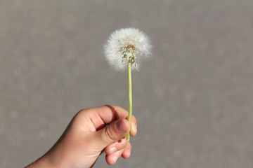 white dandelion in a child's hand