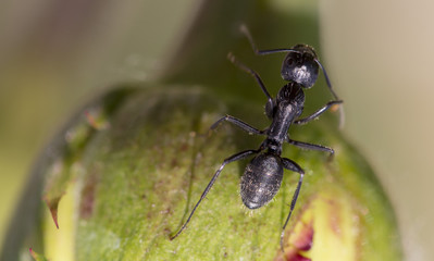 black ant in green nature close up