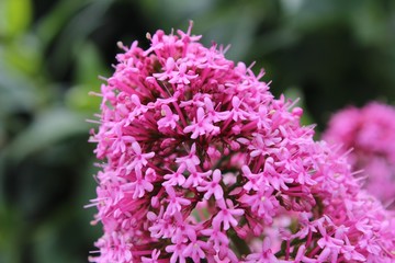 Macro pink small flowers