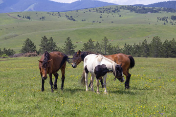 Fototapeta na wymiar Horses grazing in field on a mountain