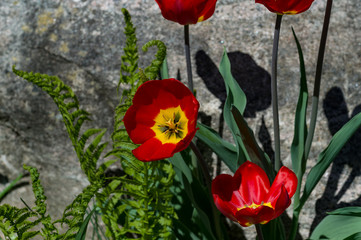 Obraz premium summer flowers