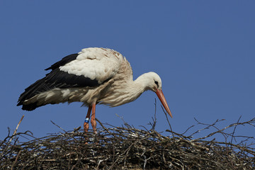 White stork (Ciconia ciconia)