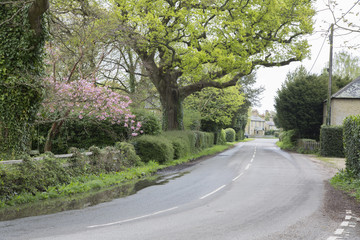 Fototapeta premium Open Road; New Forest; Hampshire