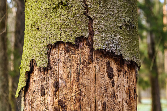 Trunk of spruce with exfoliating bark. Diseased tree damaged by bark beetle