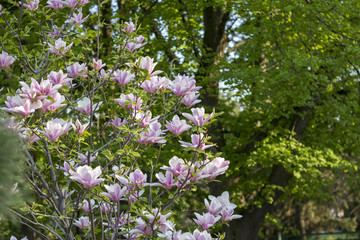 Magnolia tree in bloom. Many tender flowers