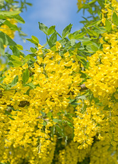 Gemeiner Goldregen, Laburnum