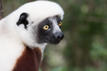 Sifaka, a large lemur which jumps from tree to tree in an upright position and rarefy comes to the ground and when it does it walks sideways, Andasibe National Park, Eastern Madagascar